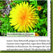 Kräuter am Wegesrand - Löwenzahn - Artikel im Goldsteig Wandermagazin 04/2015